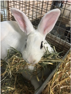 Blanc de Hotot Pic 1