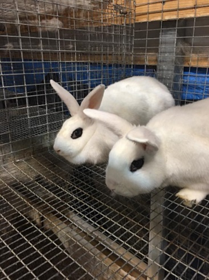 Blanc de Hotot Pic 2