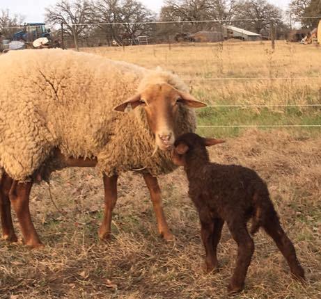 California Red Sheep California Red Sheep