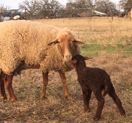 California Red Sheep