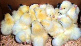 Chicks