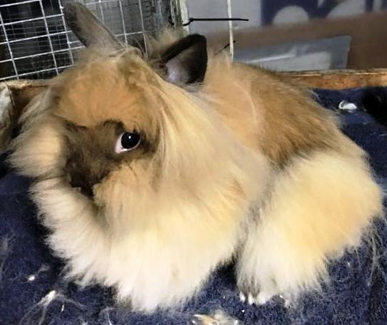 Lionhead Rabbitry pic