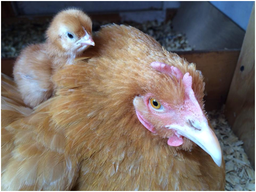 Poulrty Picture 4