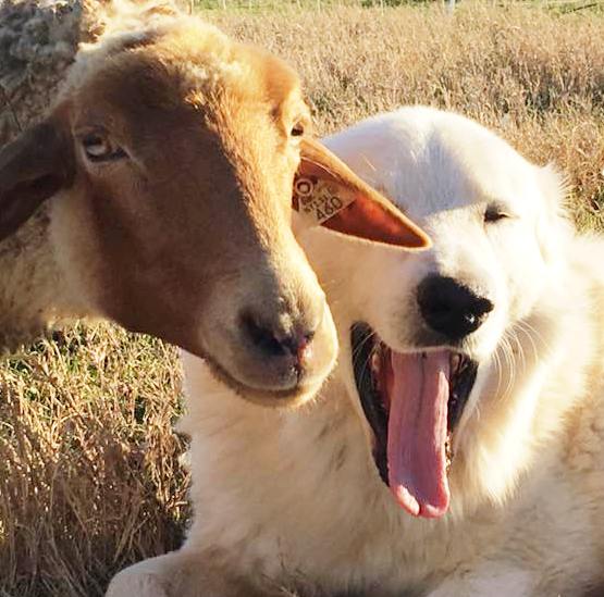 California Red Sheep and Roman California Red Sheep and Roman